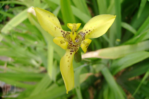 Spotting Image 1