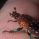 Christmas beetle, aka Golden stag beetle