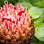 Torch Ginger