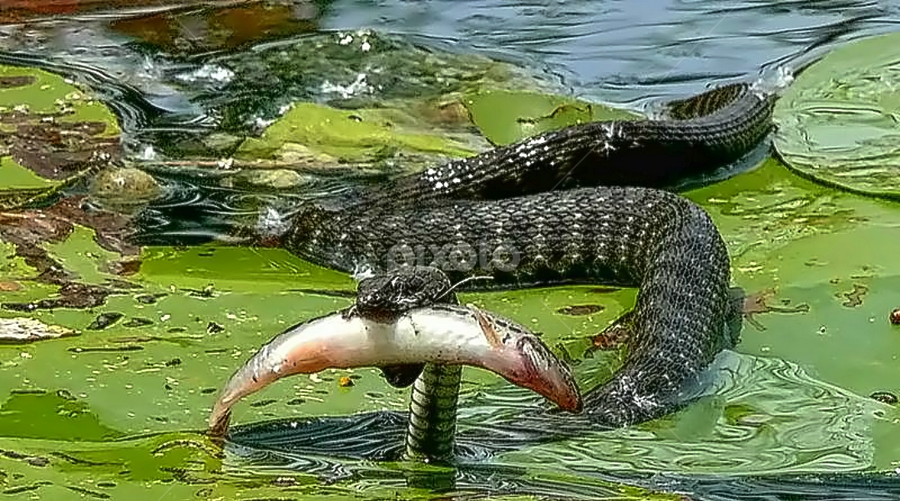 Water Snake Eating Prey Reptiles Animals Pixoto