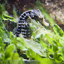 Seahorse