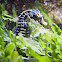 Seahorse