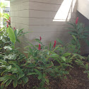 Red Ginger