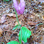Pink lady slipper