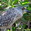 Yellow-crowned Night Heron (Juvenile)