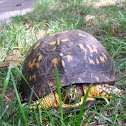 Eastern Box Turtle