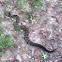 Timber Rattlesnake
