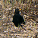 Blackbird; Mirlo Común