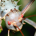 Corn Cricket