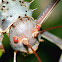 Corn Cricket