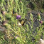 Swallowtail