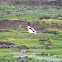 Shelduck