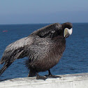 Pelican