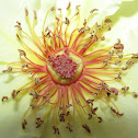 Wild rose