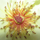 Wild rose