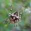 Cyclosa conica