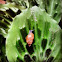 Snail