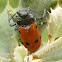 Trichodes octopunctatus