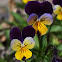 Wild pansy