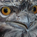 Frogmouth