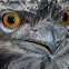 Frogmouth