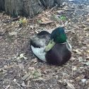 Mallard duck