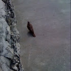 pigeon