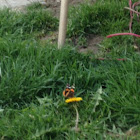 Red Admiral