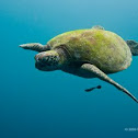 Green sea turtle