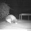 Virginia Opossum