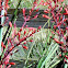 Red [False] Yucca