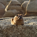 Rock Dassie (female)