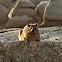 Rock Dassie (female)
