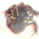 Sapito de Darwin