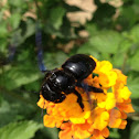 Violet Carpenter Bee