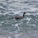 Pelagic Cormorant