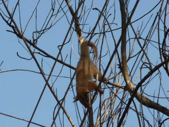 Spotting Image 1