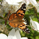 Painted Lady