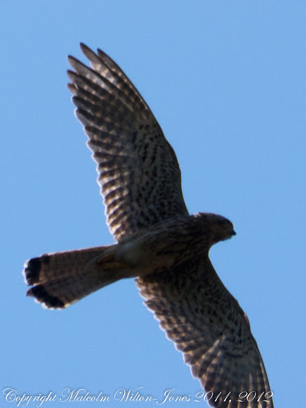 Spotting Image 1