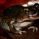 Eastern Spadefoot
