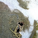 Gregarious tube worm