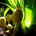 Yellow pleated