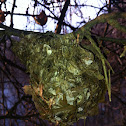 Bird nest
