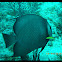 Gray angelfish