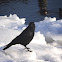 Carrion Crow