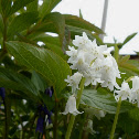 Bluebell (white v)