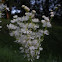 Dropwort/Fern-leaf Dropwort