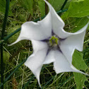 Angel's Trumpet