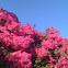 Trinitarias