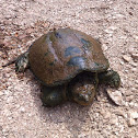 Common snapping turtle